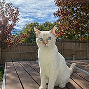 Miso joined the competition — help win amazing prizes! animal, autumn, backyard, blue_eyes, cat, cream_colored, daylight, ears, fence, grass, nature, outdoor, pet, sitting, sky, sunlight, tail, trees, whiskers, wooden_table