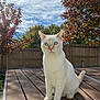 animal, autumn, backyard, blue_eyes, cat, cream_colored, daylight, ears, fence, grass, nature, outdoor, pet, sitting, sky, sunlight, tail, trees, whiskers, wooden_table