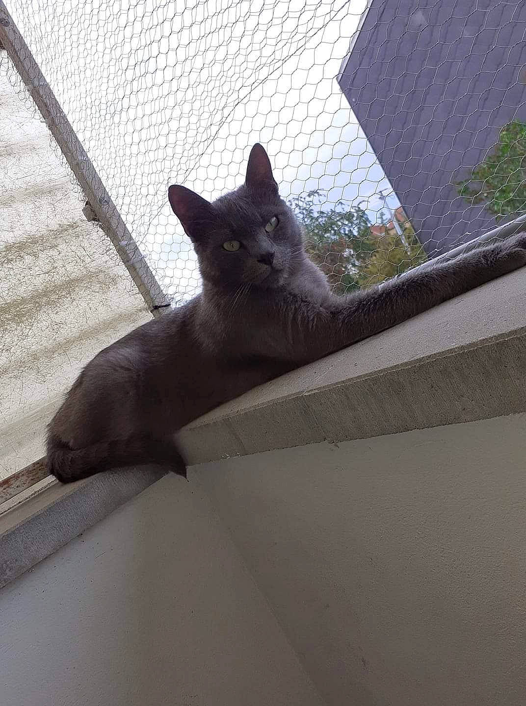 Gringo a rejoint le concours — aidez-le/la à gagner de superbes lots ! building, carnivore, cat, daylighting, domestic_short_haired_cat, felidae, grey, human_leg, metal, paw, roof, sky, small_to_medium_sized_cats, snout, tail, tints_and_shades, tree, whiskers, window, wood