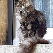Ioka participe au concours pour gagner de l'argent avec cette photo : cat, fluffy, window, ledgestone, curtain, feline, sitting, side_view, fur, tail, outdoor, building, wall, looking, animal, pet, domestic, whiskers, ears, profile