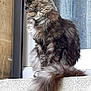 cat, fluffy, window, ledgestone, curtain, feline, sitting, side_view, fur, tail, outdoor, building, wall, looking, animal, pet, domestic, whiskers, ears, profile