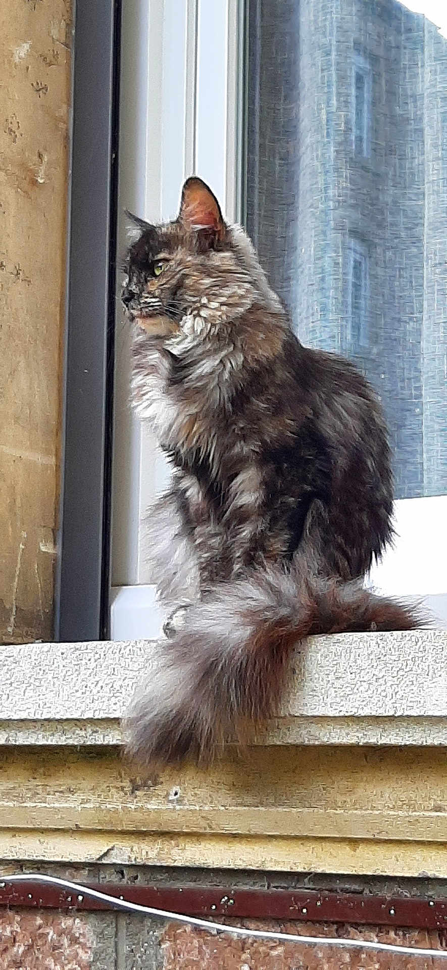 Ioka participe au concours pour gagner de l'argent avec cette photo : cat, fluffy, window, ledgestone, curtain, feline, sitting, side_view, fur, tail, outdoor, building, wall, looking, animal, pet, domestic, whiskers, ears, profile