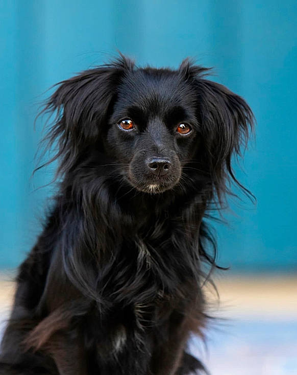 Max joined the competition — help win amazing prizes! canidae, carnivore, companion_dog, dog, dog_breed, dog_collar, event, eye, fur, iris, snout, sporting_group, terrestrial_animal, whiskers, working_animal, working_dog