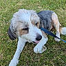 dog, puppy, fluffy, white_fur, gray_fur, brown_fur, long_hair, lying_down, grass, outdoor, park, leash, collar, tongue_out, black_nose, pet, animal, portrait, relaxed, cute