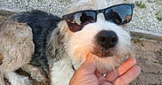 Joyce participe au concours pour gagner de l'argent avec cette photo : dog, pet, sunglasses, shaggy_fur, white_fur, black_fur, curly_fur, outdoor, gravel, pavement, hand, petting, portrait, close_up, funny, fashion, accessory, animal, photography, reflection