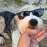 dog, pet, sunglasses, shaggy_fur, white_fur, black_fur, curly_fur, outdoor, gravel, pavement, hand, petting, portrait, close_up, funny, fashion, accessory, animal, photography, reflection