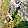 Joyce participe au concours pour gagner de l'argent avec cette photo : dog, canine, shaggy_coat, standing, curious, outdoor, park, pond, stone_wall, leash, harness, grass, greenery, trees, nature, sunlight, reflection, walking, animal, scenic