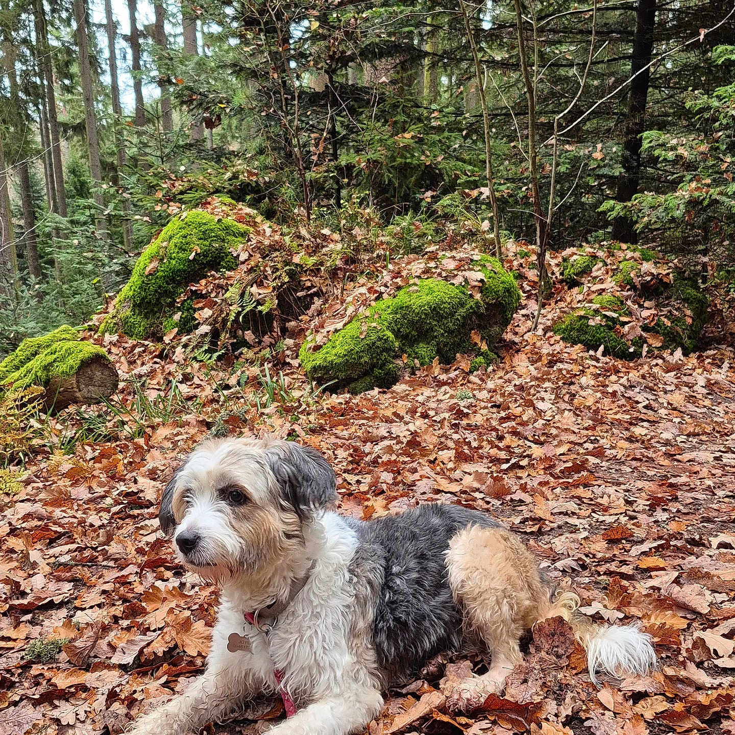 Joyce participe au concours pour gagner de l'argent avec cette photo : dog, pet, animal, outdoors, forest, woodland, autumn, fall, leaves, moss, trees, nature, ground, lying_down, fluffy, long_hair, collar, portrait, scenic, woodland_path