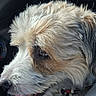 Joyce a rejoint le concours — aidez-le/la à gagner de superbes lots ! dog, pet, canine, shaggy_fur, long_hair, cream_fur, brown_markings, side_profile, eye, nose, tongue, panting, collar, leash, car_interior, vehicle, close_up, portrait, adorable, outdoor_companion