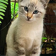 Smoky is registered to the contest to win money with this photo: kitten, cat, animal, pet, sitting, portrait, close_up, blue_eyes, fluffy, fur, white_fur, gray_markings, pointed_ears, whiskers, front_view, outdoor, garden, plants, greenery, cute