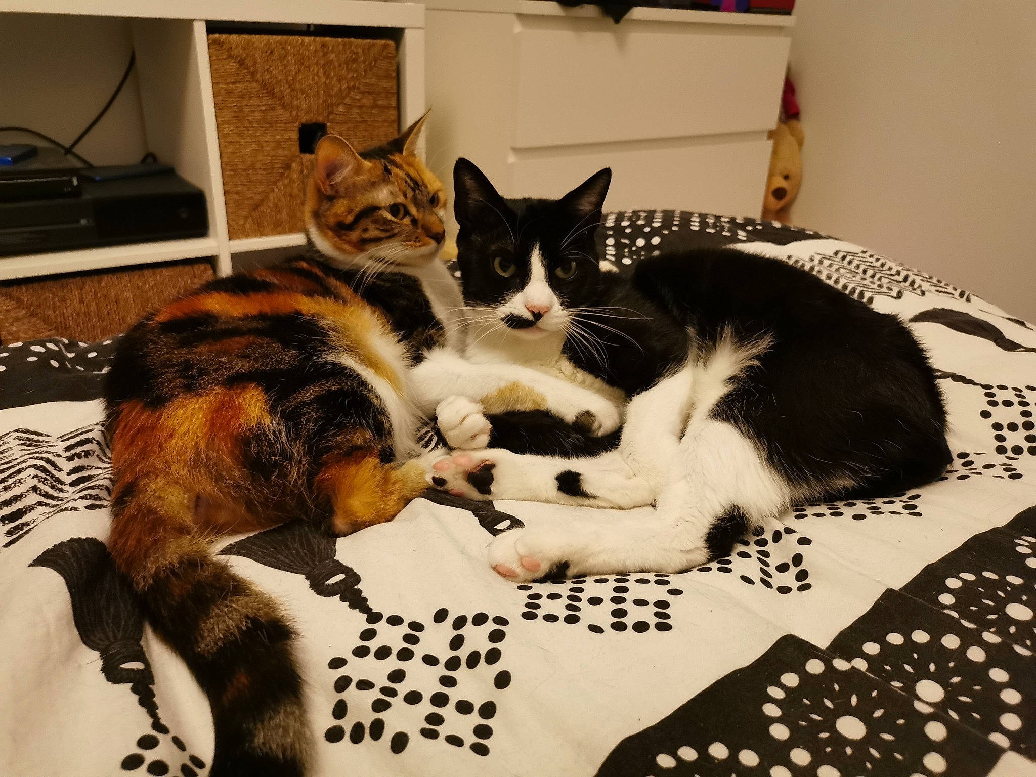 Moustache participe au concours pour gagner de l'argent avec cette photo : carnivore, cat, comfort, domestic_short_haired_cat, felidae, fur, home_accessories, linens, mammal, organism, room, small_to_medium_sized_cats, tail, terrestrial_animal, vertebrate, whiskers