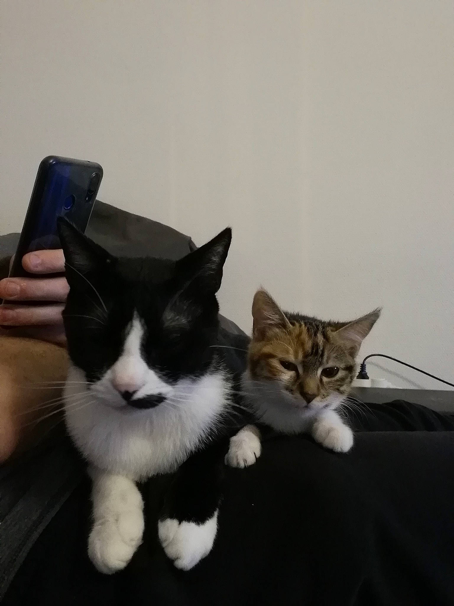 Moustache participe au concours pour gagner de l'argent avec cette photo : carnivore, cat, communication_device, domestic_short_haired_cat, felidae, fur, gadget, mammal, mobile_phone, portable_communications_device, small_to_medium_sized_cats, snout, tail, vertebrate, whiskers