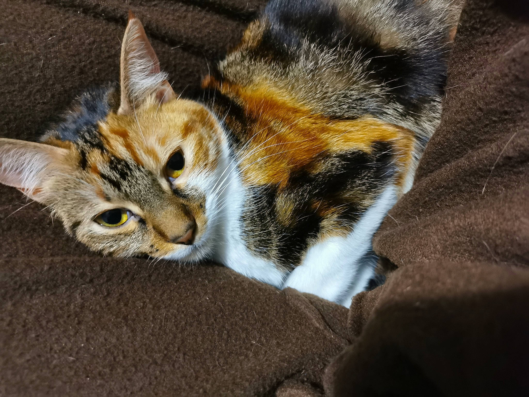 Pumpkin a rejoint le concours — aidez-le/la à gagner de superbes lots ! carnivore, cat, domestic_short_haired_cat, fawn, felidae, fur, small_to_medium_sized_cats, snout, vertebrate, whiskers