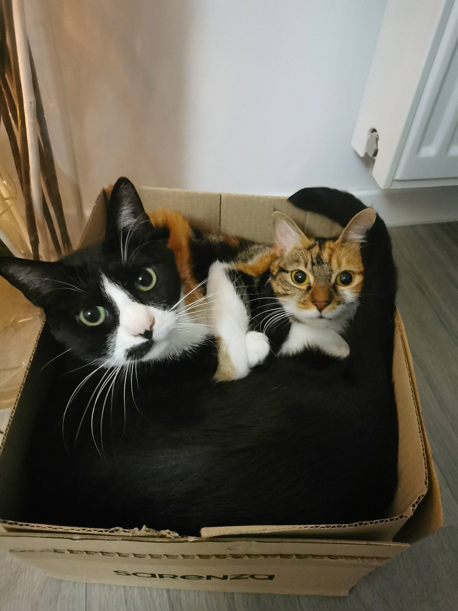 Pumpkin a rejoint le concours — aidez-le/la à gagner de superbes lots ! carnivore, cat, cat_furniture, cat_supply, comfort, domestic_short_haired_cat, door, felidae, home_door, molding, pet_supply, small_to_medium_sized_cats, snout, vertebrate, whiskers