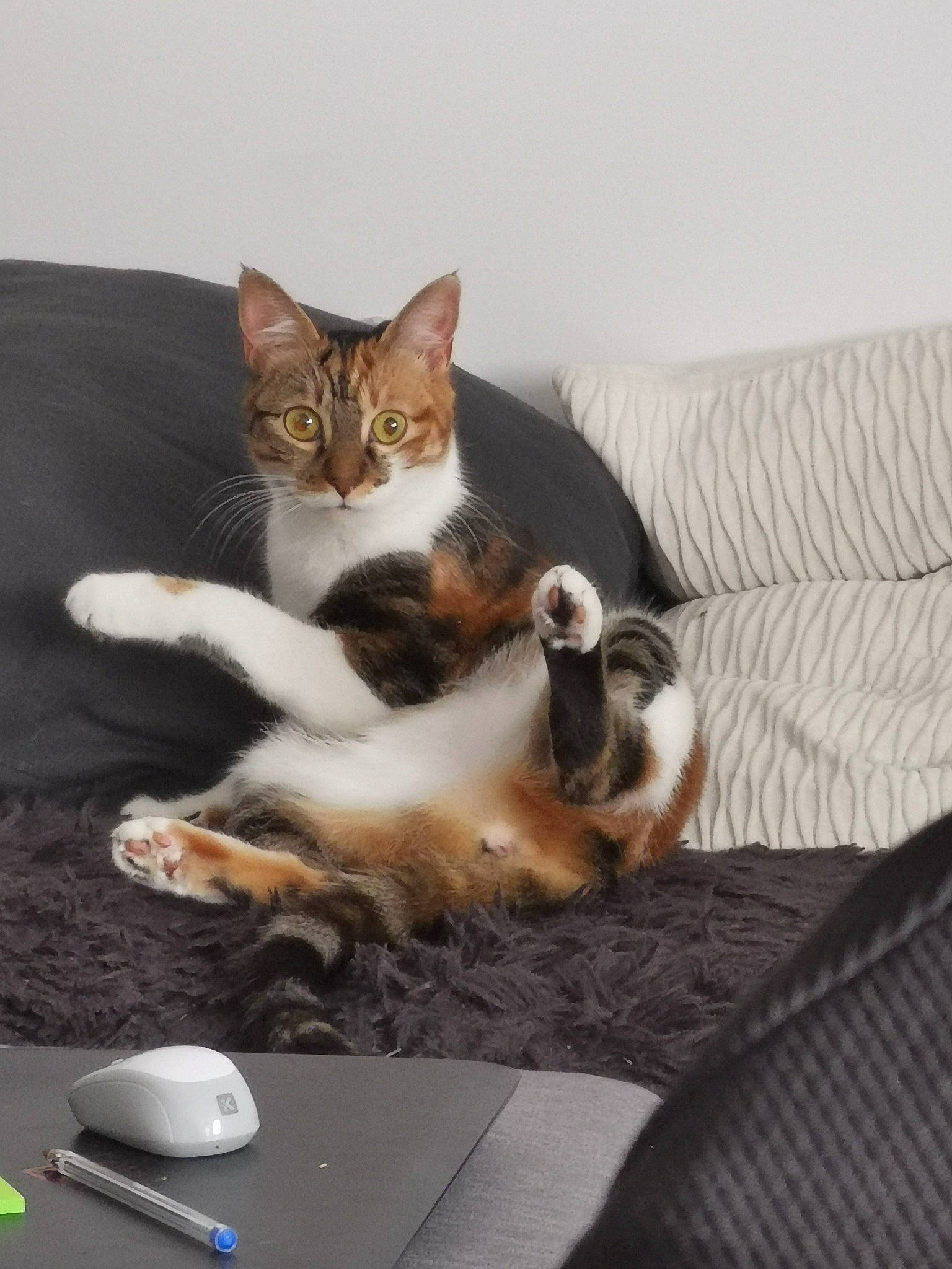 Pumpkin a rejoint le concours — aidez-le/la à gagner de superbes lots ! carnivore, cat, comfort, computer_accessory, computer_component, computer_hardware, couch, domestic_short_haired_cat, felidae, fur, grey, input_device, mouse, paw, peripheral, personal_computer_hardware, small_to_medium_sized_cats, tail, vertebrate, whiskers