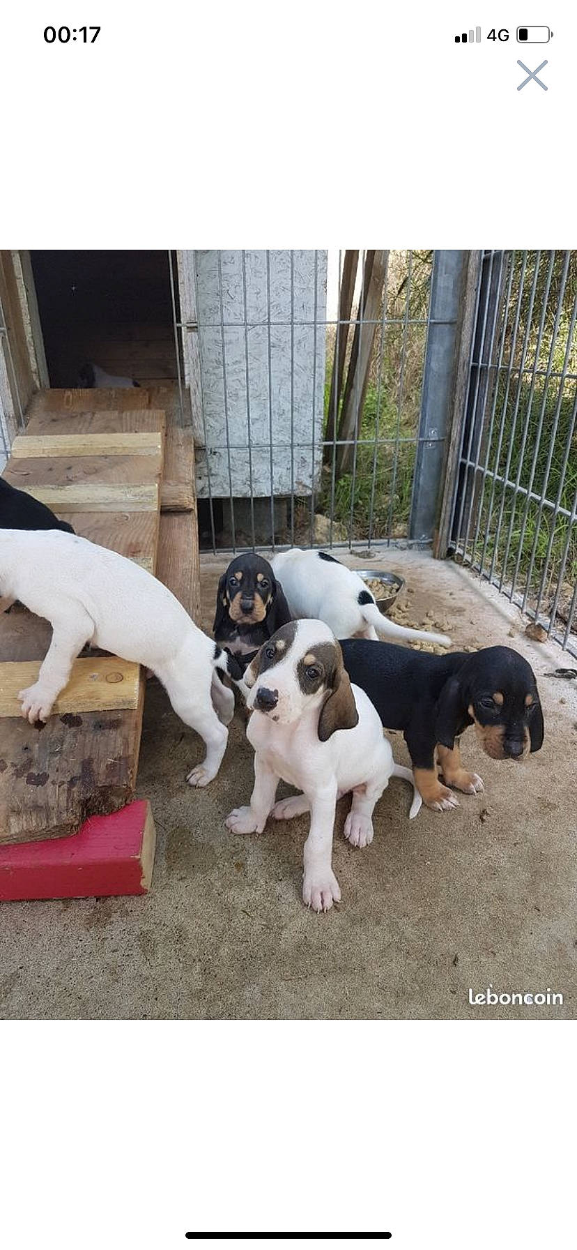 Michel participe au concours pour gagner de l'argent avec cette photo : carnivore, collar, comfort, companion_dog, dog, dog_breed, dog_supply, fawn, fence, flooring, house, mammal, pet_supply, plant, scent_hound, snout, sporting_group, tail, window, working_animal