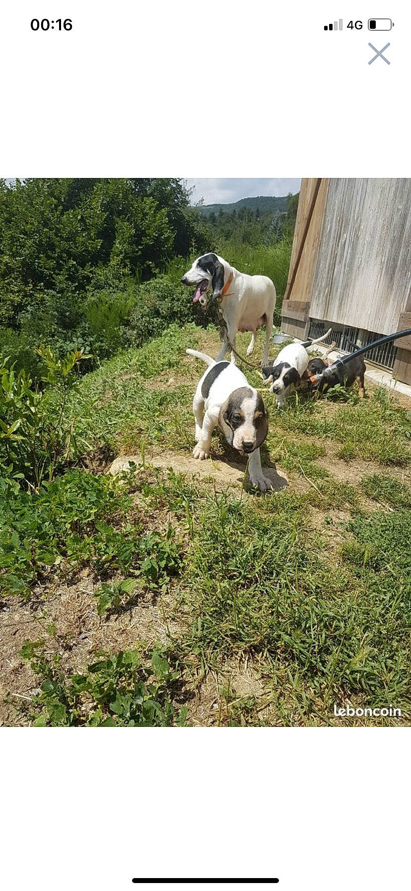 Michel a rejoint le concours — aidez-le/la à gagner de superbes lots ! carnivore, companion_dog, dog, dog_breed, fawn, grass, groundcover, hunting_dog, landscape, livestock, non_sporting_group, pasture, plant, soil, sporting_group, tail, terrestrial_animal, tree, working_animal, working_dog