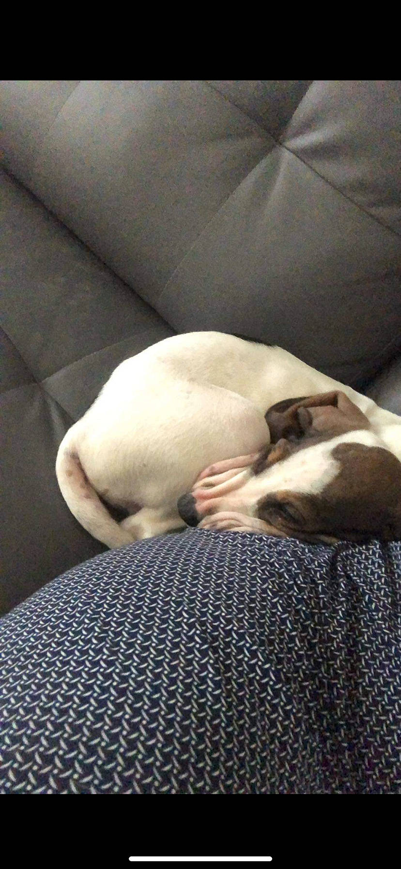 Michel participe au concours pour gagner de l'argent avec cette photo : canidae, carnivore, comfort, companion_dog, couch, dog, dog_breed, fawn, felidae, flooring, fur, human_leg, linens, nap, paw, small_to_medium_sized_cats, snout, sporting_group, tail, toy_dog