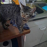 Mocca a rejoint le concours — aidez-le/la à gagner de superbes lots !