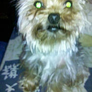 Gypsie participe au concours pour gagner de l'argent avec cette photo :