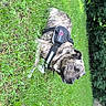 dog, brindle, grass, outdoor, nature, greenery, canine, pet, harness, relaxed, animal, summer, leaf, shrub, park, resting, muzzle, fur, side_view, daylight