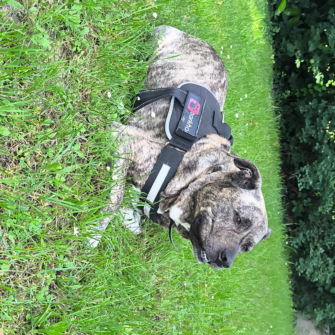 Dixit participe au concours pour gagner de l'argent avec cette photo : dog, brindle, grass, outdoor, nature, greenery, canine, pet, harness, relaxed, animal, summer, leaf, shrub, park, resting, muzzle, fur, side_view, daylight