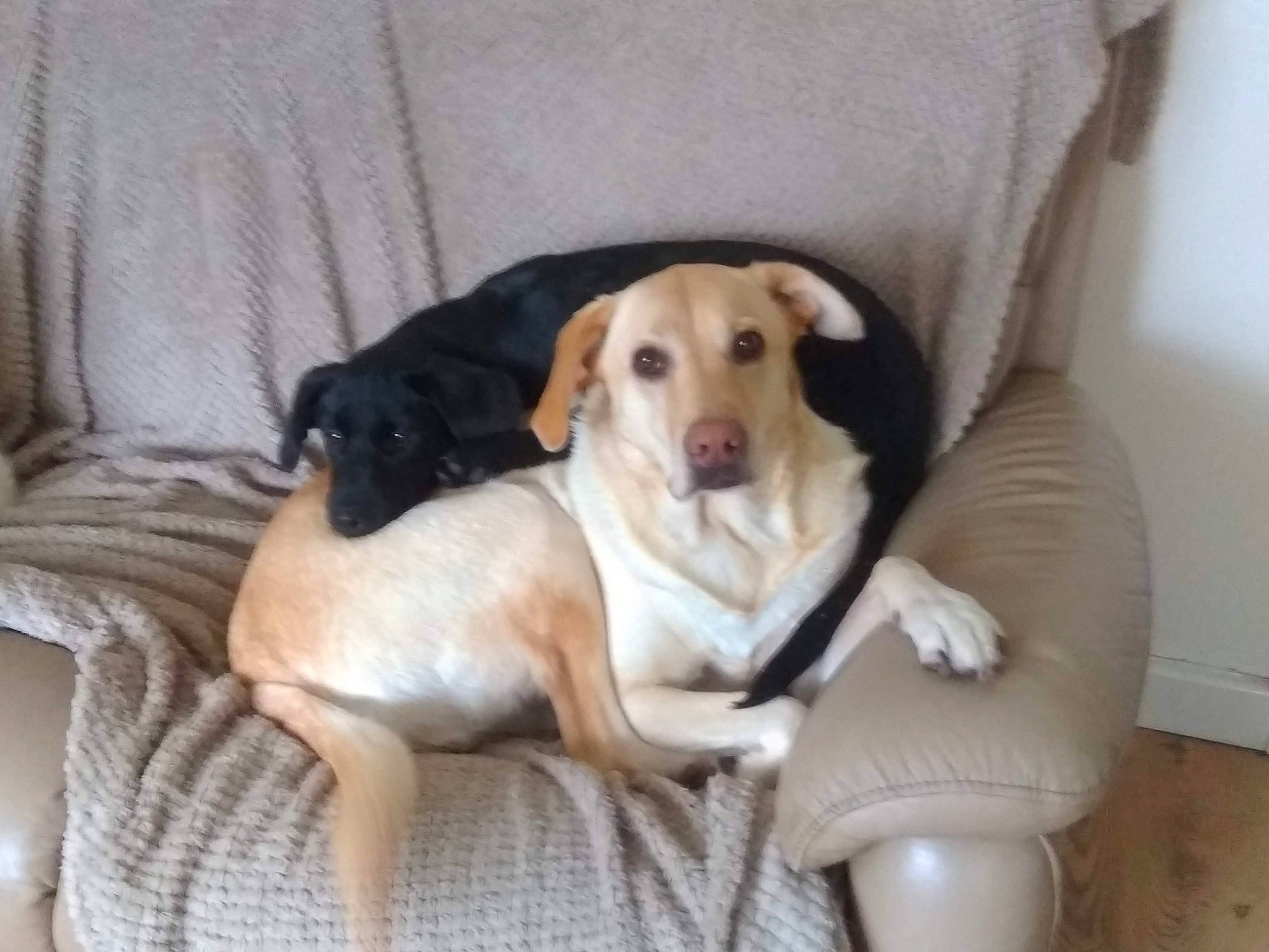 Mollie is registered to the contest to win money with this photo: canidae, carnivore, collar, comfort, companion_dog, couch, dog, dog_breed, dog_supply, fawn, flooring, fur, linens, mammal, paw, pet_supply, snout, sporting_group, tail, working_animal