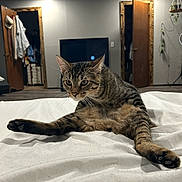 Ghizmo joined the competition — help win amazing prizes! cat, tabby, bed, indoor, furniture, television, door, wooden_door, white_bedspread, floor, living_room, pet, animal, stretching, curious, whiskers, ears, paws, home, relaxing