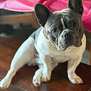 Tug Bugz joined the competition — help win amazing prizes! french_bulldog, dog, pet, indoor, wooden_table, ears, curious, sitting, close_up, animal, face, fur, domestic_animal, canine, table, brown, pink_cloth, background_blur, cute, companion