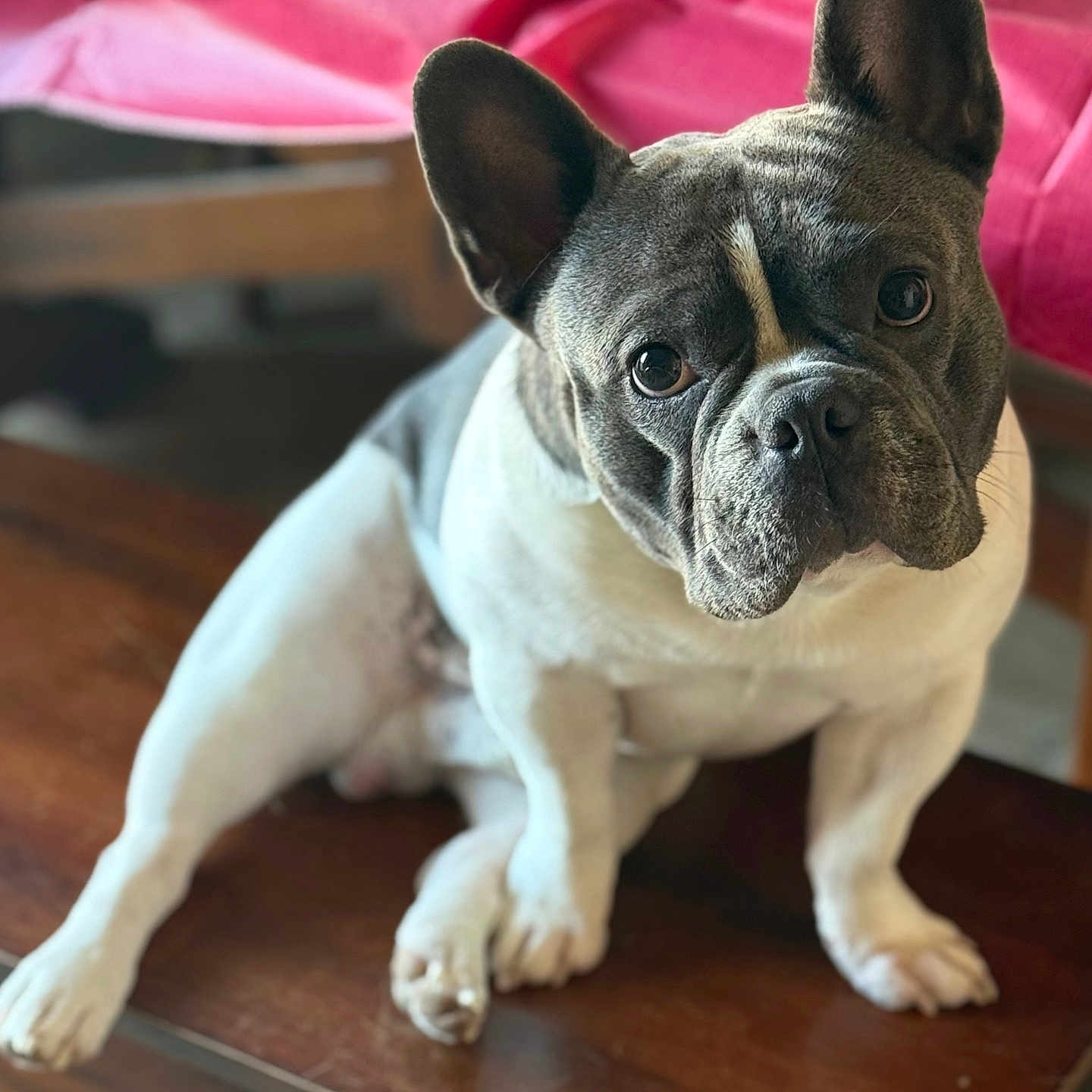 Tug Bugz joined the competition — help win amazing prizes! animal, background_blur, brown, canine, close_up, companion, curious, cute, dog, domestic_animal, ears, face, french_bulldog, fur, indoor, pet, pink_cloth, sitting, table, wooden_table