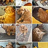 animal, bed, blanket, close_up, collage, curly_fur, cute, dog, floor, golden_brown, grooming_table, indoors, leash, lying_down, outdoors, pet, pillow, portrait, sleeping, sofa
