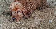 Luckie a rejoint le concours — aidez-le/la à gagner de superbes lots ! animal, brown_dog, can, close_up, curly_hair, daylight, dog, earth, fur, ground, lying_down, nature, outdoor, pet, quiet, relaxed, resting, sand, stone_wall, texture