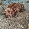 animal, brown_dog, can, close_up, curly_hair, daylight, dog, earth, fur, ground, lying_down, nature, outdoor, pet, quiet, relaxed, resting, sand, stone_wall, texture