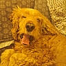 animal, blanket, close_up, comfort, cozy, curly_fur, cute, dog, fur, golden_retriever, indoor, knitted_throw, lying_down, mammal, pet, resting, sleepy, tongue_out, warm_colors, yawning