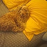 animal, bed, blanket, comfort, cozy, curly_fur, cute, dog, fur, home, indoors, laying_down, mammal, pet, relaxing, resting, sleeping, soft, warm_colors, yellow_pillow
