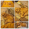 animal, bed, blanket, comfort, compilation, couch, cozy, curly_fur, dog, fur, golden_dog, home, indoor, multi_panel, pet, pillow, relaxed, resting, sleeping, teddy_bear