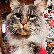 Bunny a rejoint le concours — aidez-le/la à gagner de superbes lots ! cat, fluffy, close_up, portrait, holiday, christmas_tree, ornaments, decorations, red_clothing, whiskers, indoor, festive, pet, feline, face, cute, eyes, fur, holiday_season, celebration