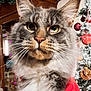 cat, fluffy, close_up, portrait, holiday, christmas_tree, ornaments, decorations, red_clothing, whiskers, indoor, festive, pet, feline, face, cute, eyes, fur, holiday_season, celebration