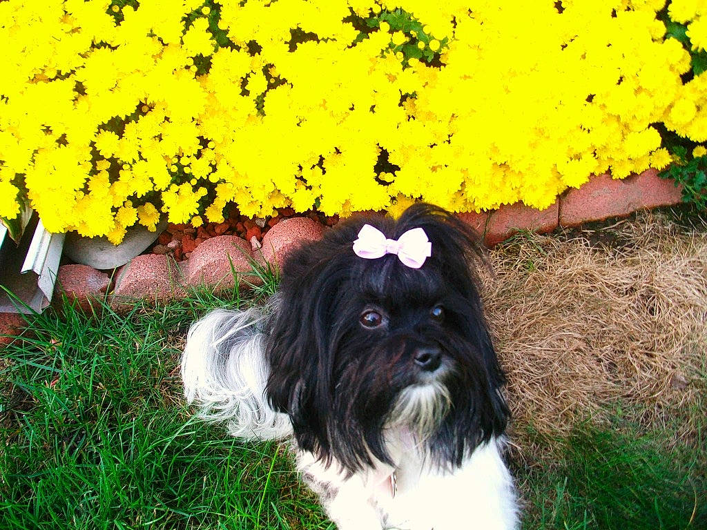 Bella joined the competition — help win amazing prizes! annual_plant, carnivore, companion_dog, dog, dog_breed, flower, flowering_plant, fur, grass, groundcover, liver, people_in_nature, petal, plant, shih_tzu, terrier, toy_dog, tree, working_animal, yellow