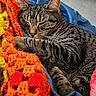 Widget joined the competition — help win amazing prizes! cat, tabby_cat, sleeping, blanket, crocheted_blanket, orange, yellow, blue_blanket, cozy, fur, pet, domestic_animal, resting, closeup, indoor, striped_fur, whiskers, paw, relaxation, soft_texture