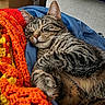 cat, tabby, sleeping, cozy, blanket, crochet, orange, yellow, blue, jacket, fur, whiskers, indoor, pet, relaxing, cute, animal, resting, closeup, comfort
