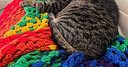 Widget is registered to the contest to win money with this photo: cat, tabby_cat, sleeping, blanket, crocheted_blanket, colorful, indoor, cozy, feline, resting, pet, fur, striped, knitted, soft, warm, couch, relaxed, domestic_animal, comfort