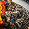 Widget is registered to the contest to win money with this photo: cat, tabby_cat, sleeping, paws, fur, striped, knitted_blanket, colorful, orange, yellow, cozy, relaxed, indoor, resting, cute, pet, animal, feline, close_up, homedecor
