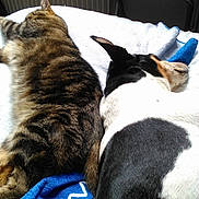 Taratata Et Matisse a rejoint le concours — aidez-le/la à gagner de superbes lots ! boston_terrier, carnivoran, cat, cat_like_mammal, dog, dog_breed, dog_breed_group, dog_like_mammal, fur, nap, non_sporting_group, paw, small_to_medium_sized_cats, snout, tail, whiskers