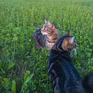 Matisse Etet Gloups a rejoint le concours — aidez-le/la à gagner de superbes lots ! cat, cat_like_mammal, fauna, grass, pasture, plant, plant_community, small_to_medium_sized_cats, whiskers, wildlife