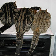 Goldfee participe au concours pour gagner de l'argent avec cette photo : american_shorthair, california_spangled, carnivoran, cat, cat_like_mammal, domestic_short_haired_cat, dragon_li, european_shorthair, fur, small_to_medium_sized_cats, snout, tabby_cat, tail, whiskers