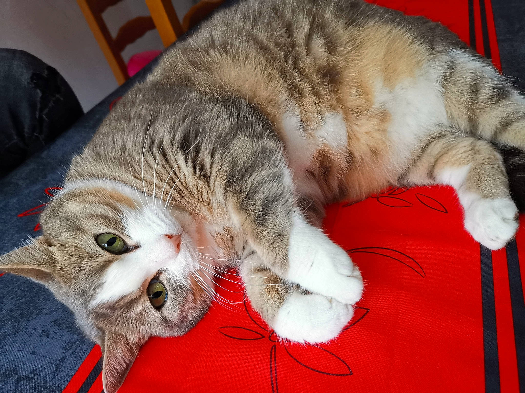 Mimine a rejoint le concours — aidez-le/la à gagner de superbes lots ! bored, carnivore, cat, claw, comfort, domestic_short_haired_cat, felidae, fur, mammal, nap, paw, sleep, small_to_medium_sized_cats, snout, tail, whiskers