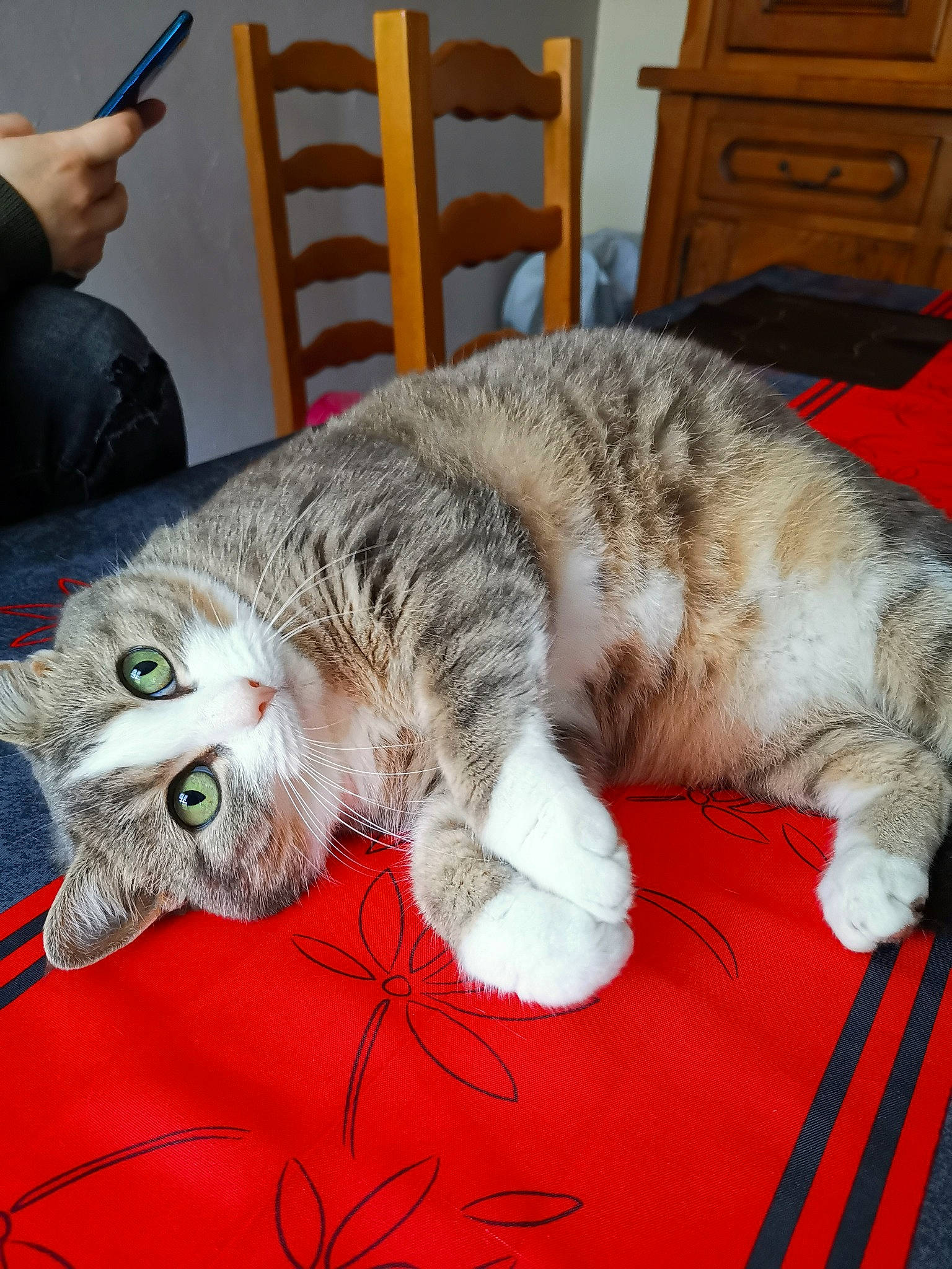 Mimine a rejoint le concours — aidez-le/la à gagner de superbes lots ! art, carnivore, cat, chair, claw, comfort, domestic_short_haired_cat, felidae, fur, lap, nap, paw, small_to_medium_sized_cats, snout, tail, whiskers