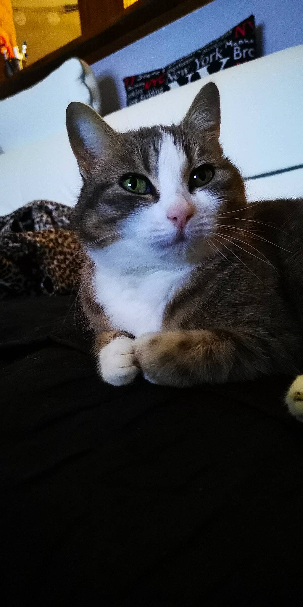 Mimine participe au concours pour gagner de l'argent avec cette photo : box, carnivore, cat, comfort, domestic_short_haired_cat, felidae, fur, paw, sitting, small_to_medium_sized_cats, snout, tail, whiskers, window