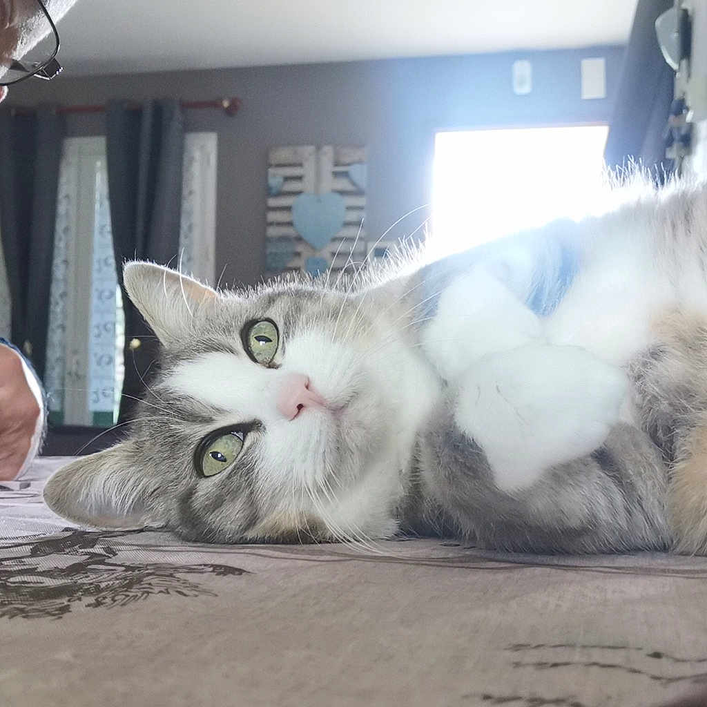 Mimine participe au concours pour gagner de l'argent avec cette photo : carnivore, cat, claw, comfort, domestic_short_haired_cat, ear, felidae, fur, gesture, nap, paw, photo_caption, sitting, small_to_medium_sized_cats, snout, tail, whiskers